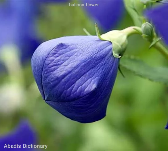 balloon flower